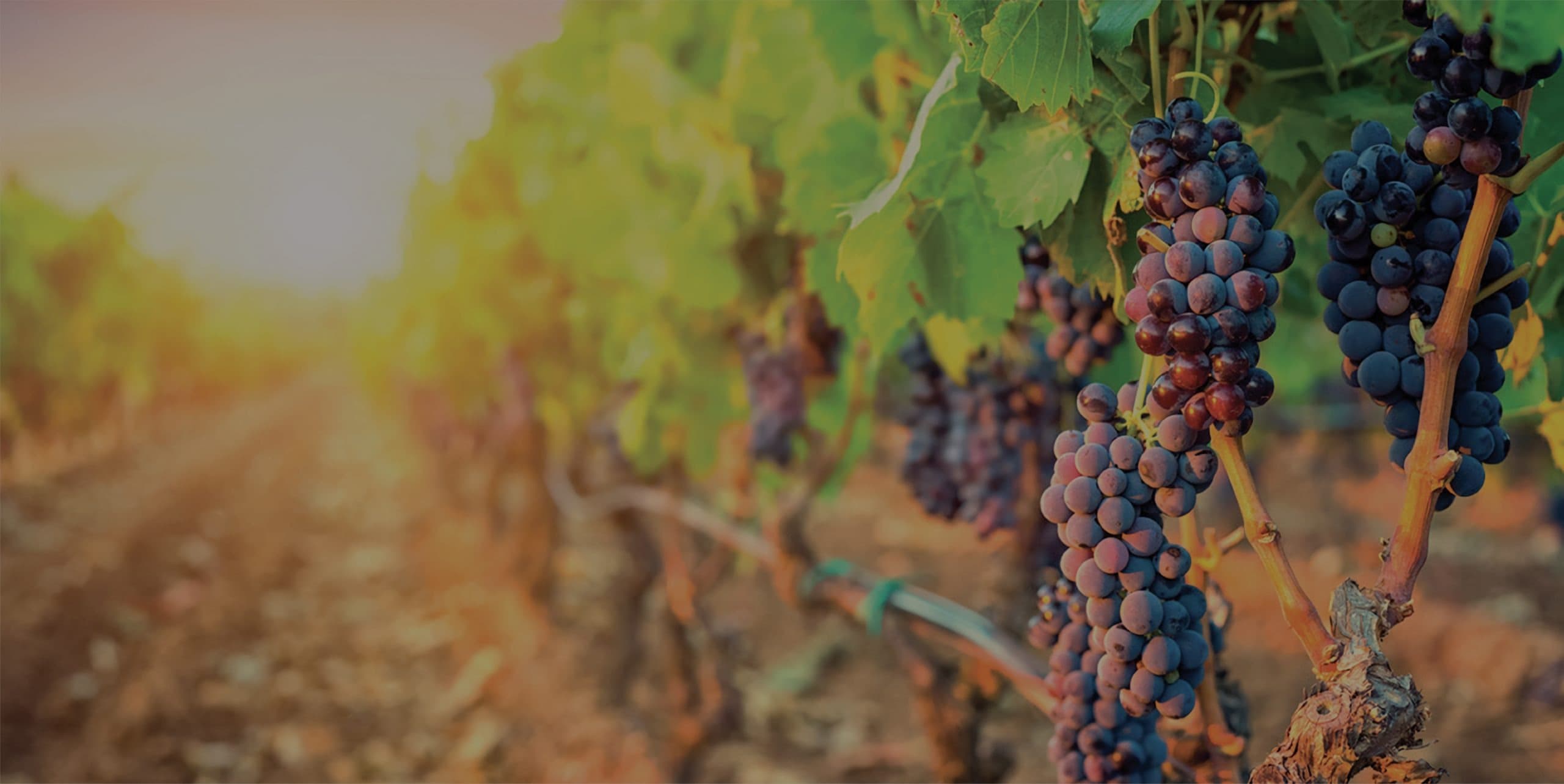 Tour Cerocahui Exclusivo 2